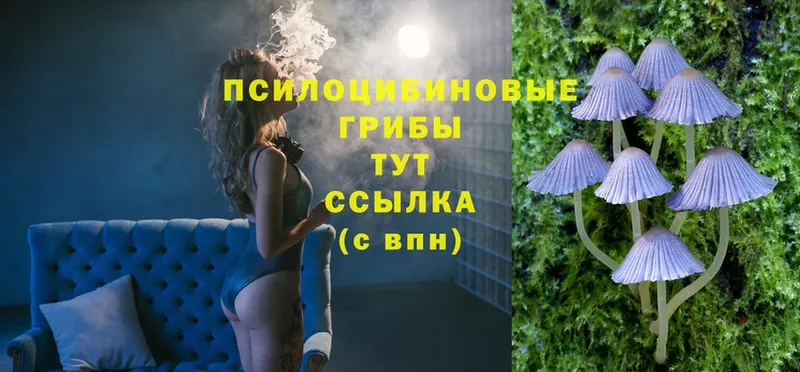 Псилоцибиновые грибы Magic Shrooms  что такое   Мамадыш 