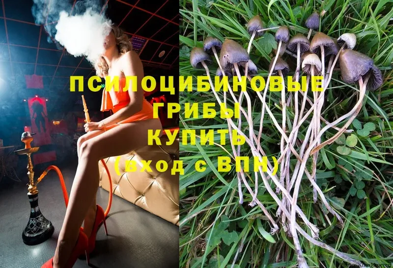 Галлюциногенные грибы Cubensis Мамадыш